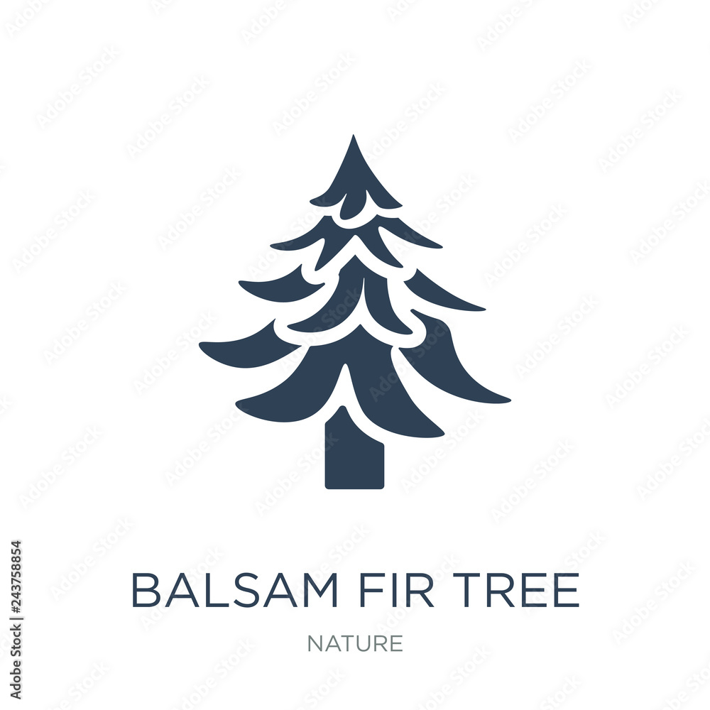 balsam fir tree icon vector on white background, balsam fir tree - obrazy, fototapety, plakaty 