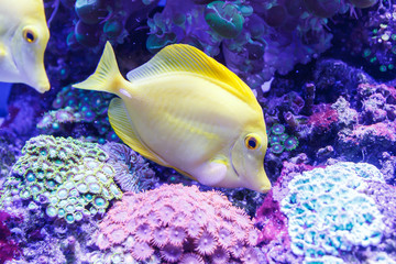 Poster - underwater life in an aquarium where corals and fish and jellyfish live