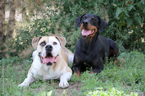 American Bulldog And Doberman Kaufen Sie Dieses Foto Und Finden
