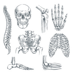 Human skeleton, bones and joints. Vector sketch isolated illustration. Hand drawn doodle anatomy symbols set