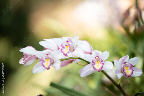 Fotografie, Obraz Cymbidium orchid, Orissa Christmas tree, Orchid family