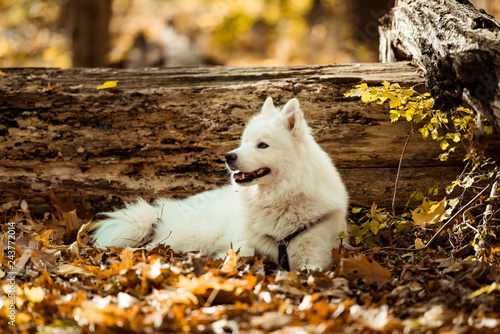 Dog Breed Samoyed Husky White Long Haired Dog In The Autumn