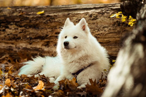 Dog Breed Samoyed Husky White Long Haired Dog In The Autumn