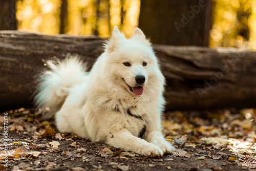 Dog Breed Samoyed Husky White Long Haired Dog In The Autumn