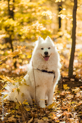 Dog Breed Samoyed Husky White Long Haired Dog In The Autumn