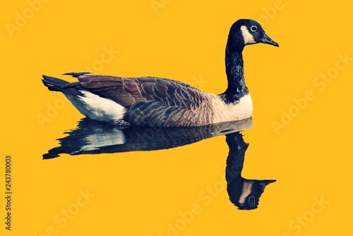 Bird, Canadian Geese, floating with reflection in water Fototapeta