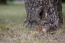 Thirteen Lined Ground Squirrel At Base Of Tree