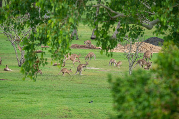 Naklejka na meble Kangaroos in a field