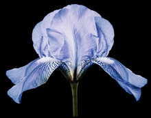 Iris Light Blue Flower On The Black Isolated Background With Clipping Path.  Closeup.  Nature.