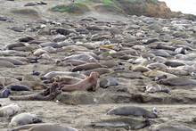 Many Elephant Seals Hauled Out On A Beach. Elephant Seals Breed Annually And Are Seemingly Faithful To Colonies That Have Established Breeding Areas