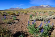Landscape With Andean Lupines (Lupinus Mutabilis Cruckshanksii), Reserva Nacional Los Flamencos, Near San Pedro De Atacama, Region De Antofagasta, Chile, South America