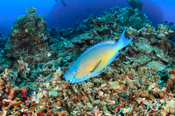 Wall Mural - Colorful Parrotfish feeding on a tropical coral reef