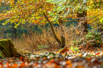 Wall Mural - autumn forest scenery