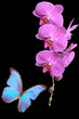 pink orchid and blue butterfly