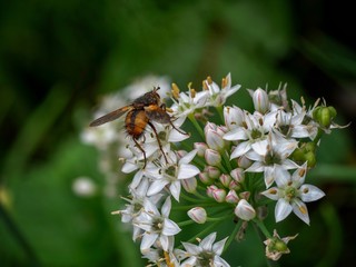 Wall Mural - Fly on Chive Flowers