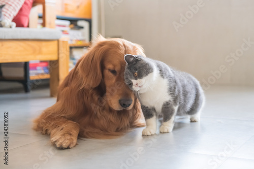 Golden Retriever Dog And British Short Haired Cat Buy This Stock