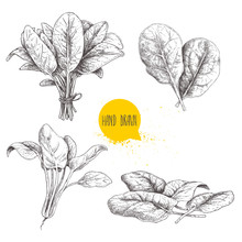 Hand Drawn Sketch Style Spinach Set. Fresh Farm  Green Leaves Hand Made Retro Illustrations. Vector Artwork Isolated On  White Background.