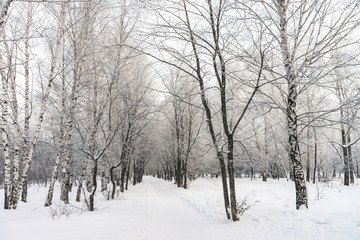  Snowy tunnel among tree branches in parkland close up. Snowy white background with alley in grove. Path among winter trees with hoarfrost during snowfall. Fall of snow. Atmospheric winter landscape.