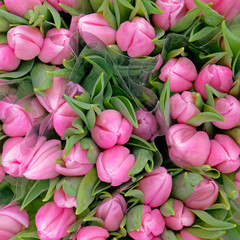  pale pink tulip flowers top view as a natural background
