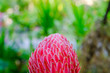 Dala Flower, red flower, Torch ginger or flower is blooming in the garden,Selective soft focus.