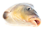 Fototapeta Zwierzęta - Fish carp isolated on white background