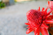 Dala Flower, red flower, Torch ginger or flower is blooming in the garden,Selective soft focus.