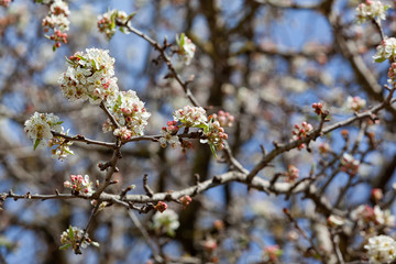 flowers in spring