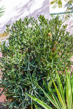 Green Shrub Of The Euphorbia Trigona Growing In Hotel Yard