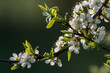 Zweig mit Apfelblüte im Frühling