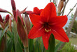 Red Lily and many buds