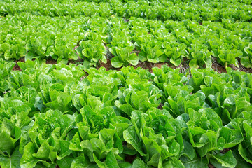 Poster - Non-toxic fresh vegetables in the planting field.