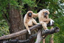    Family Of  Common Gibbon, White-handed Gibbon  In The Natural Forest.
