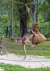 Wall Mural - Kangaroo exercise in the natural environment of the zoo.