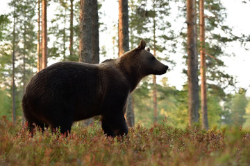 Wall Mural - side view of a brown bear in forest