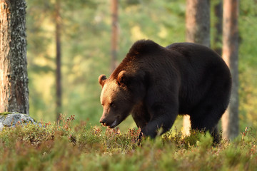 Wall Mural - brown bear in forest scenery at sunset