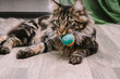 © dvulikaia - portrait of big fluffy Maine Coon lying on the floor with toy ball in its mouth