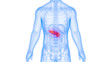 Human Pancreas Anatomy