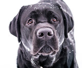 Fototapeta Londyn - Close up of Black Labrador dog portrait.