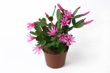 Blooming Pink Christmas Cactus Schlumbergera In A Pot.