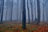 Fototapeta Natura - A beautiful mysterious view of the forest in the Bieszczady mountains (Poland) on a misty autumn day