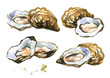 Fresh Oysters, seafood set. Watercolor hand drawn illustration isolated on white background