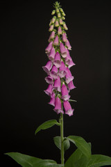 Wall Mural - Purple pink blooming foxglove plant on a black background