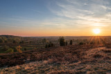 Fototapeta Perspektywa 3d - Landscape of Lueneburg Heath in sunlight, Germany
