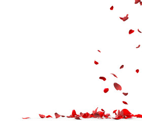 Wall Mural - Many rose petals fall on the floor