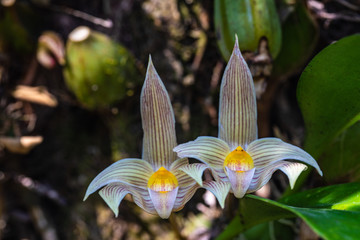 Bulbophyllum lobbii Lindl, Beautiful rare wild orchids in tropical forest of Thailand.