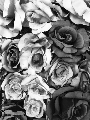 Foto-Gardine - Black and white rose (von tassita)