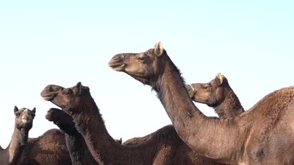 Wall Mural - Large herd of camels in desert Thar during the annual Pushkar Camel Fair near holy city Pushkar, Rajasthan, India. This fair is largest camel trading fair in the world