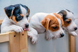 adorable beagle puppy in the foreground