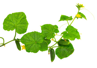 Cucumber plant. Cucumber with leaf and flowers isolated on white.