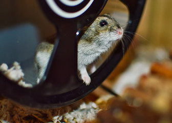 Wall Mural - Dwarf russian female hamster on her black wheel